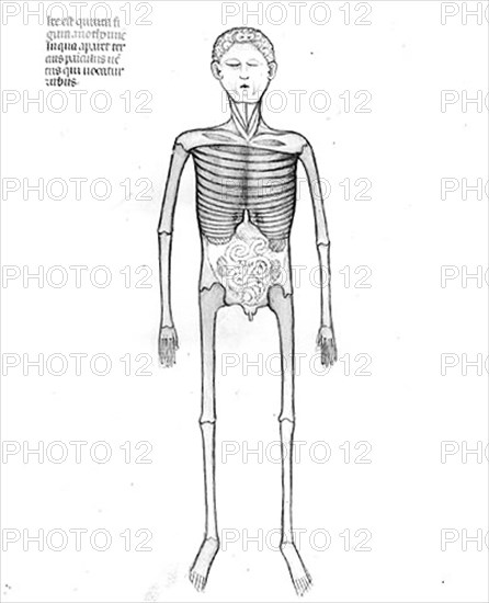 Planche d'anatomie.