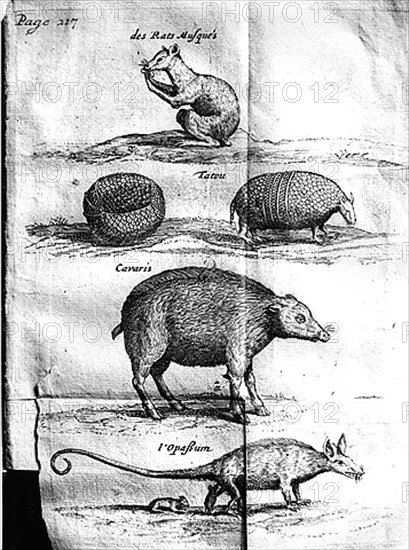 The beasts: Muskrat, Armadillo, Cavaris and Opossum