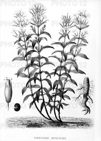 Saponaire officinale