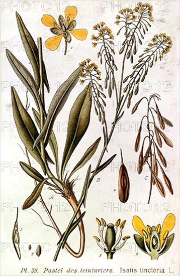 Botanique. Le pastel des teinturiers: Isatis Tinctoria. Gravure.