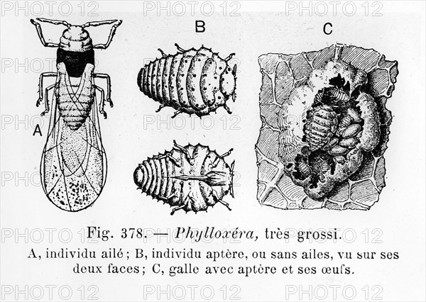 Le phylloxéra est un minuscule insecte piqueur inféodé à la vigne, apparenté aux pucerons, doté d'un remarquable polymorphisme :
    * les formes parthénogénétiques, femelles qui se reproduisent par parthénogenèse - sans intervention de mâles -, sont aptères - dépourvues d'ailes -, de couleur allant du jaune au brun, d'une taille variant de 0,3 à 1,4 mm ; on distingue :
          o les formes gallicoles, qui vivent sur les feuilles ;
          o les formes radicicoles, qui vivent sur les racines ;
    * les formes sexuées, qui ne s'alimentent pas, sont dépourvues de pièces buccales :
          o femelles ailées, jaune d'or à ocre, aux ailes transparentes, mesurant de 2 à 3 mm,
          o mâles aptères, long de 0,3 à 0,5 mm.