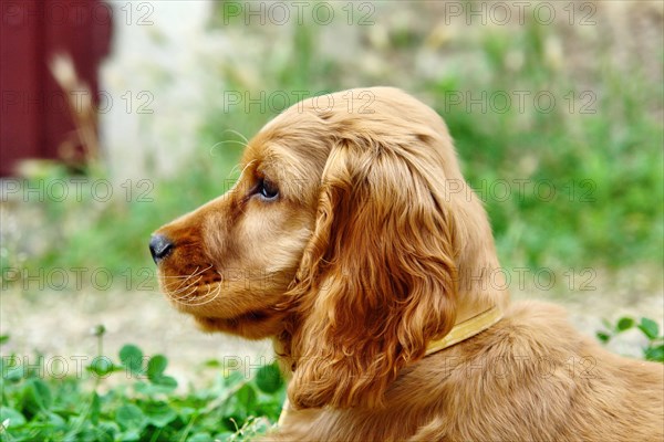 Cocker Spaniel doré