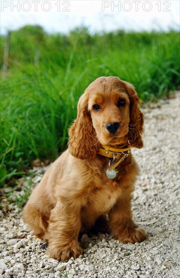 Golden cocker spaniel