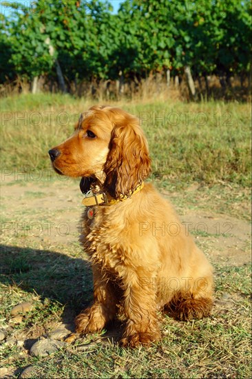 Cocker Spaniel doré