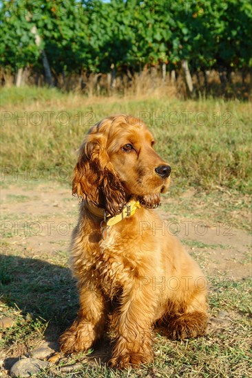 Cocker Spaniel Doré