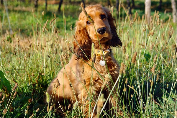 Cocker Spaniel Doré