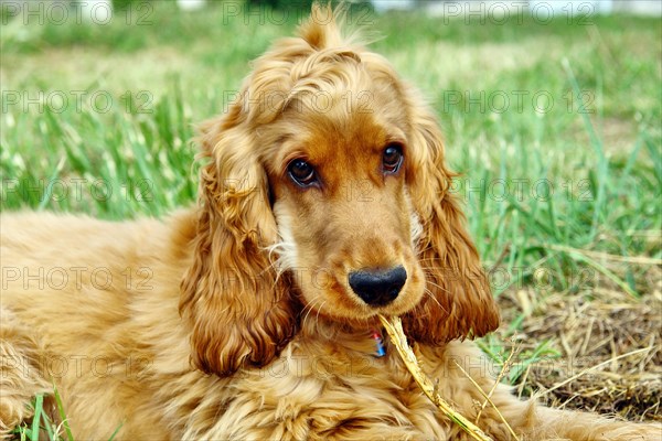 Cocker Spaniel Doré