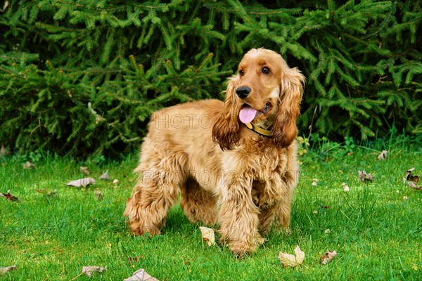 Cocker Spaniel doré