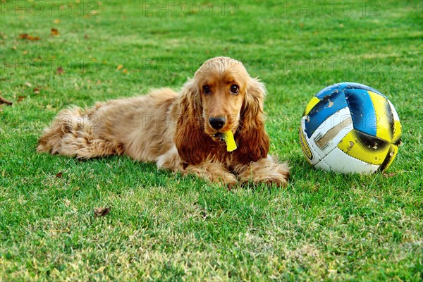 Cocker Spaniel Doré