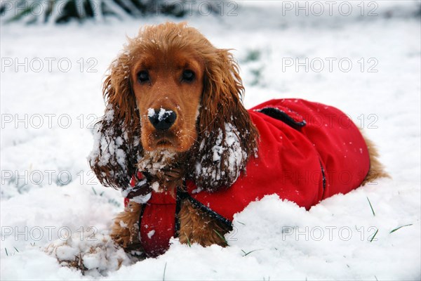 Cocker spaniel doré