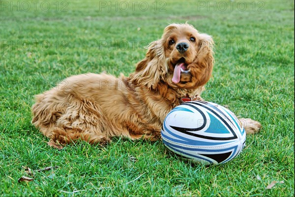 Cocker Spaniel Doré