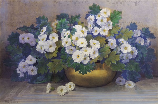 Barrow, A Bowl of Primulas