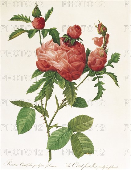Redoute, Rosa Centifolia Prolifera Foliacea