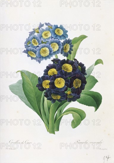 Redoute, Primula Auricula