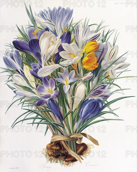 Robertson, Etude pour les Crocus de Printemps