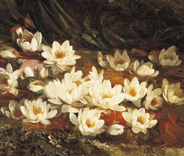 Muckley, Waterlilies