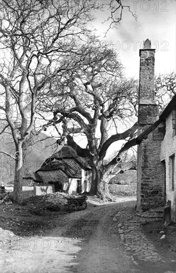 Cottages at Bossington, Somerset, c1900