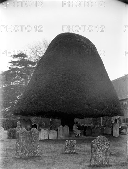 Yew tree in the churchyard of St Mary's church, Twyford, Hampshire, 1927