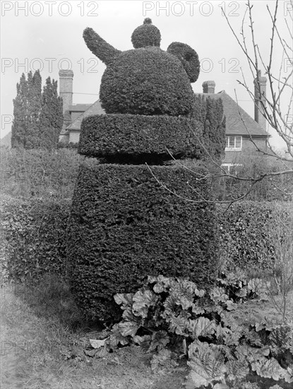Teapot topiary at Sedlescombe, East Sussex, 1916