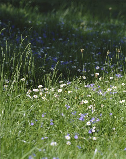 Eltham Palace, London, 1999