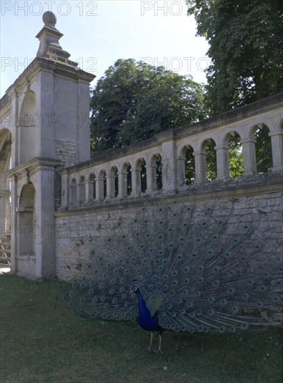 A peacock at Kirby Hall, Northamptonshire, 1998