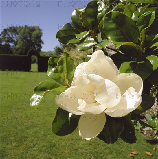 White camelia, Down House, Downe, London, 1998