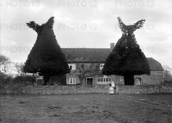 Yew tree topiary at Goosey Cottage, Goosey, Oxfordshire, c1860-c1922