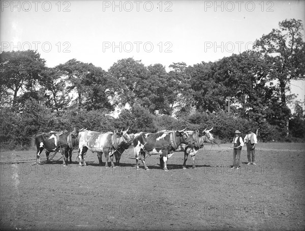 A yoke of oxen harrowing a field near Lechlade in the Cotswolds, Gloucestershire, c1860-c1922