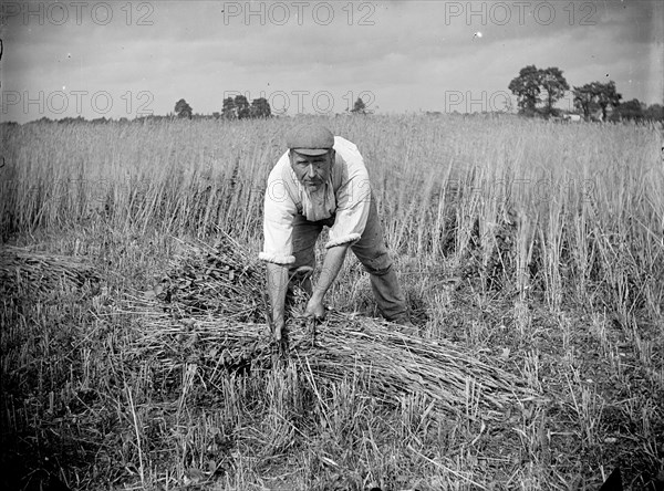 A farm labourer harvests cereal at Haddenham, Buckinghamshire, c1873-c1923
