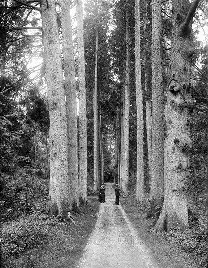 Cirencester Park, Cirencester, Gloucestershire, 1883