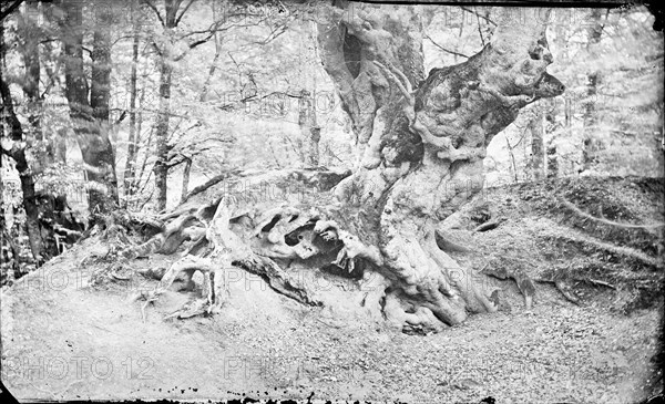 Beech tree at Burnham, Buckinghamshire, c1860-c1922