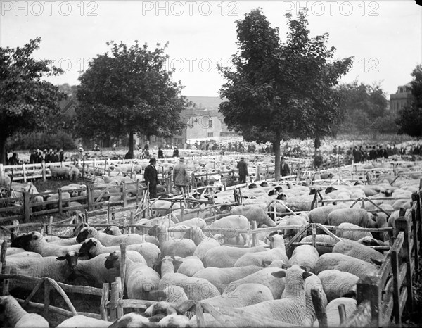 Sheep fair at East Ilsley, Berkshire, c1860-c1922