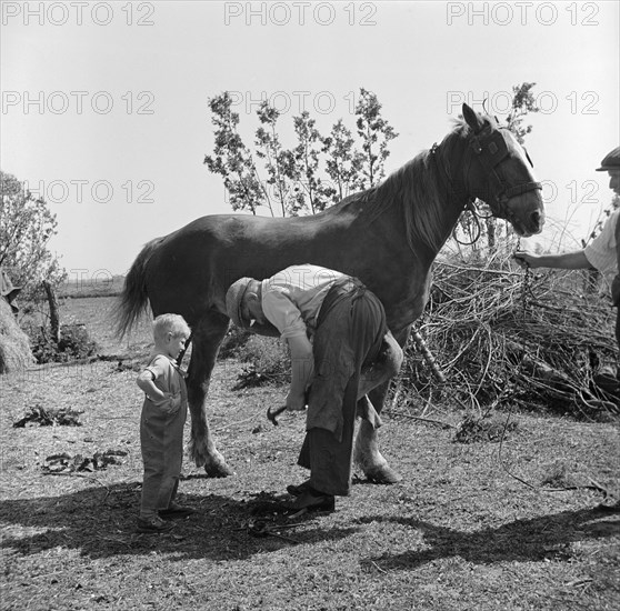 Farrier at Soham, Cambridgeshire, 1948