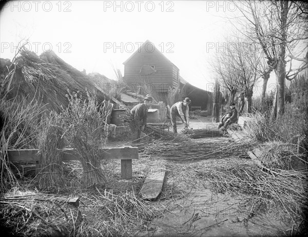 Preparing willow trees for basket making, Oxford, Oxfordshire, 1901