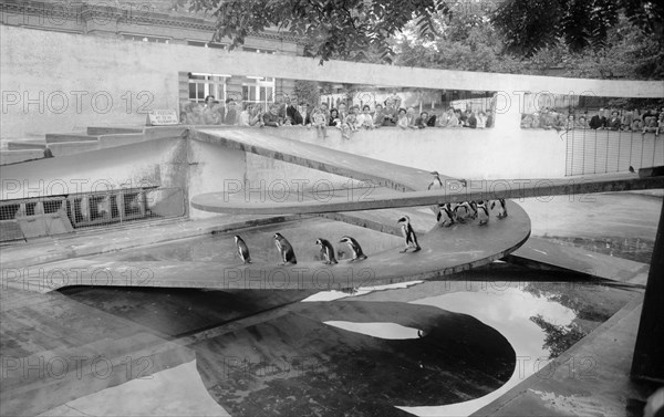 Penguin Pool, Zoological Gardens, Regent's Park, London, c1945-1980