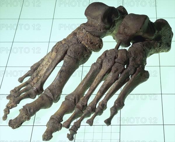 A Late Saxon/Norman woman's skeletal feet, 11th-12th century. Artist: Unknown