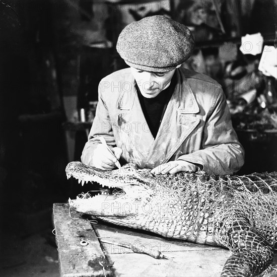 Taxidermist at work, 1951. Artist: Henry Grant