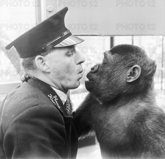 London Zoo, Marylebone, London, (c1950s?). Artist: Henry Grant