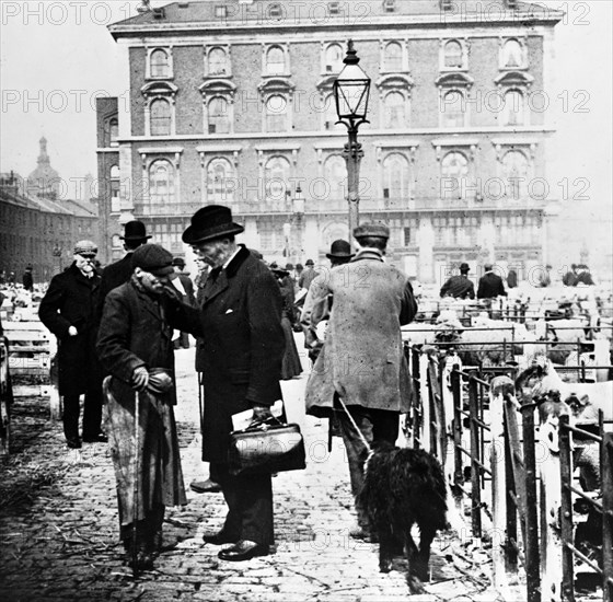 Caledonian Cattle Market, Copenhagen Fields, Islington, early 20th century. Artist: John Galt