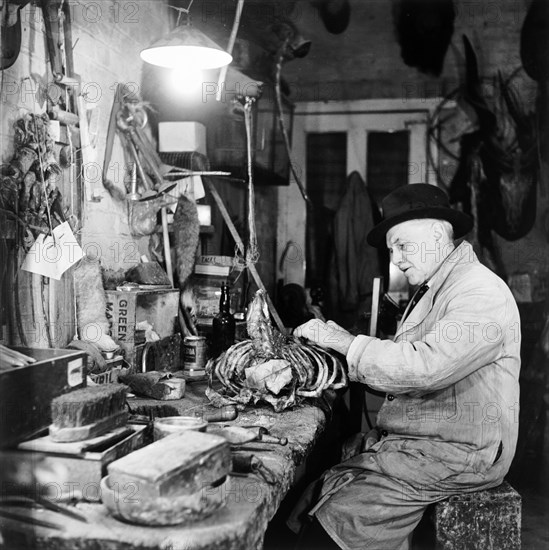 Taxidermist, London, 1951. Artist: Henry Grant