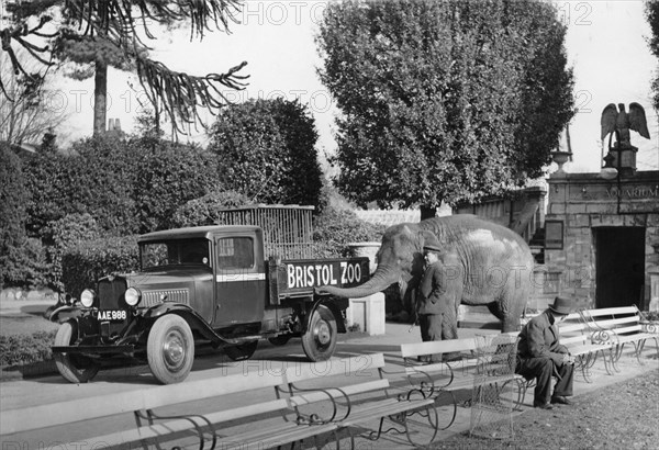 1934 Bedford 30cwt WS truck with an elephant at Bristol Zoo, (c1934?). Artist: Unknown