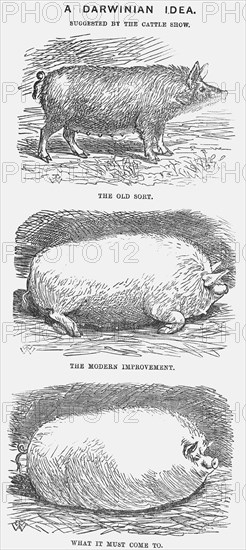 'A Darwinian Idea', 1865. Artist: TW Woods