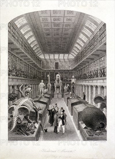 Animal skeletons at the Hunterian Museum, Lincoln's Inn Fields, Holborn, London, c1820. Artist: E Radclyffe