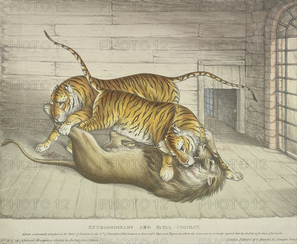 'Extraordinary and Fatal Combat...between a lion and a tiger and tigress...,Tower of London, 1830. Artist: Anon