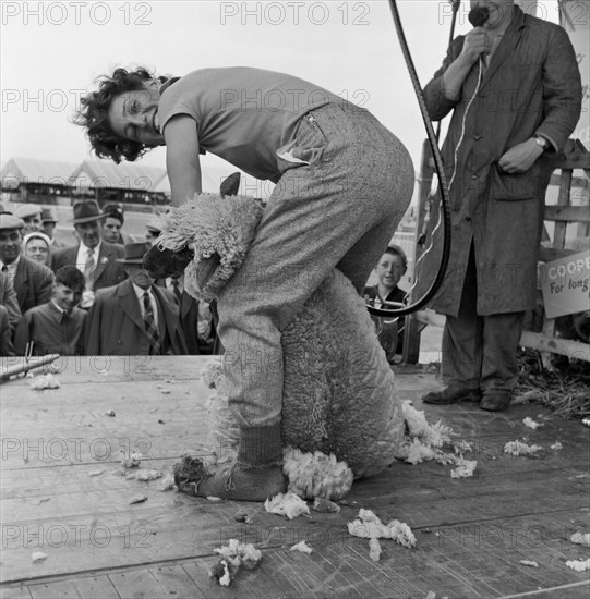 Sheep shearing, Long Ashton, Bristol, Avon, c1946-c1959