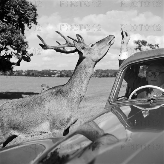 Deer in Richmond Park, Greater London, 1962-1964