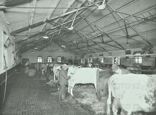 Grooming cattle in a cowshed, Claybury Hospital, Woodford Bridge, London, 1937. Artist: Unknown.