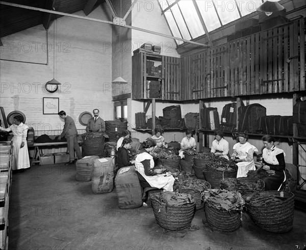 Leaf picking at the Teofani tobacco factory, Chryssel Road, Brixton, London, 1916