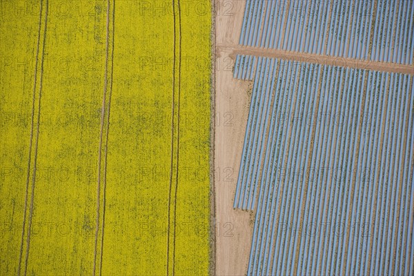 Agriculture in yellow and blue, Wood Bevington Farm, Salford Priors, Warwickshire, 2007