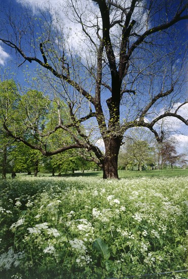 Park of Marble Hill House, Twickenham, Richmond-upon-Thames, London, c1980-c2017